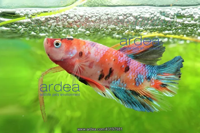 : Siamese fighting fish (Betta splendens) Fighting : Siamese fighting fish (Betta splendens) Fighting