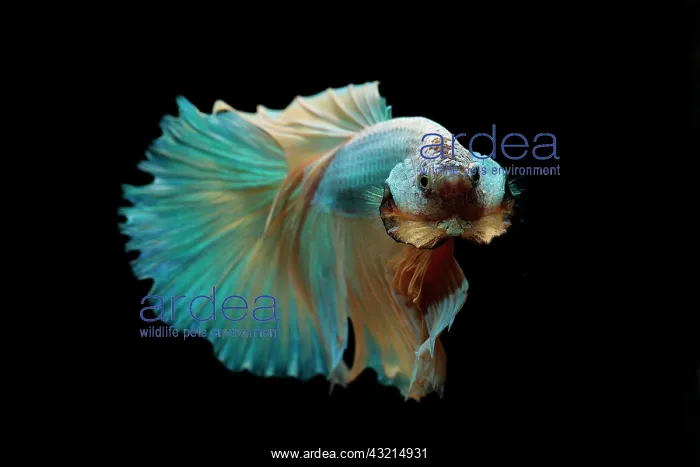  : Siamese fighting fish (Betta splendens) male on