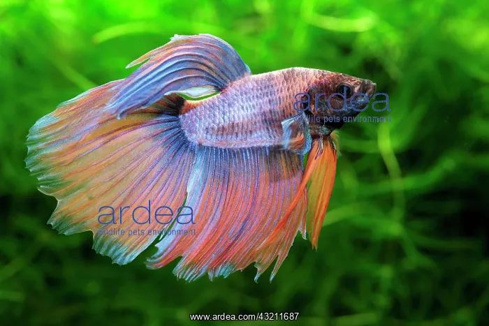 : Siamese fighting fish (Betta splendens) male, fins : Siamese fighting fish (Betta splendens) male, fins