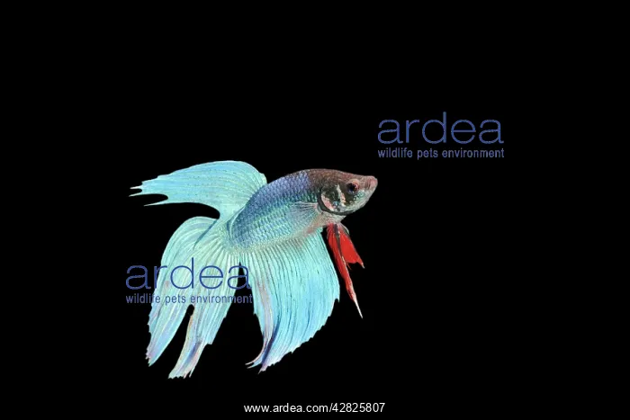 : Siamese Fighting Fish - Blue form male, display, side view : Siamese Fighting Fish - Blue form male, display, side view
