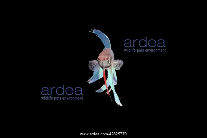 : Siamese Fighting Fish - Blue form male, displaying : Siamese Fighting Fish - Blue form male, displaying