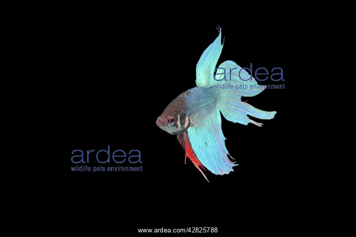 : Siamese Fighting Fish - Blue form male, displaying : Siamese Fighting Fish - Blue form male, displaying