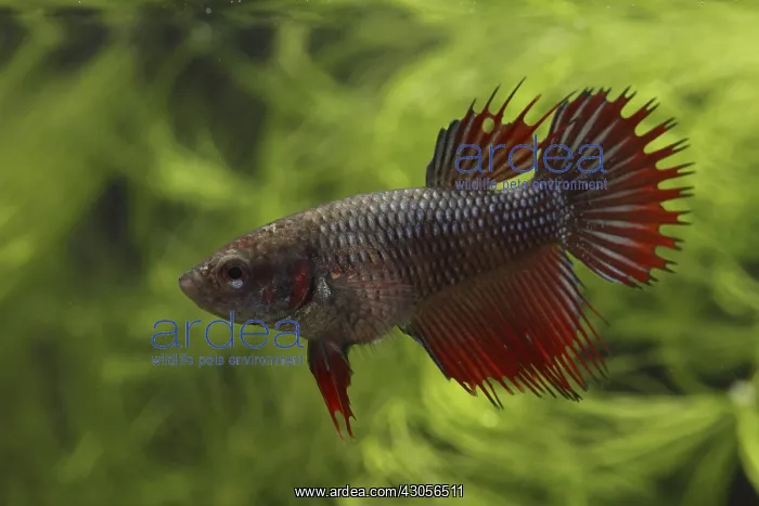 : Siamese fighting fish Crowntail male : Siamese fighting fish Crowntail male