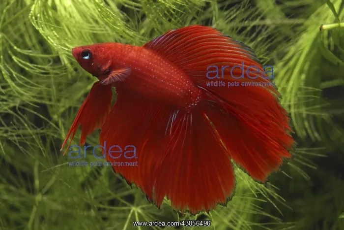 : Siamese fighting fish Delta and aquarium plants : Siamese fighting fish Delta and aquarium plants