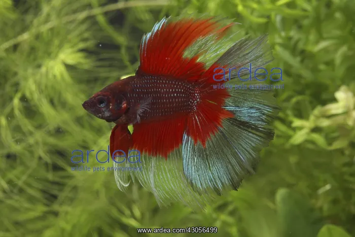 : Siamese fighting fish Delta and aquarium plants : Siamese fighting fish Delta and aquarium plants