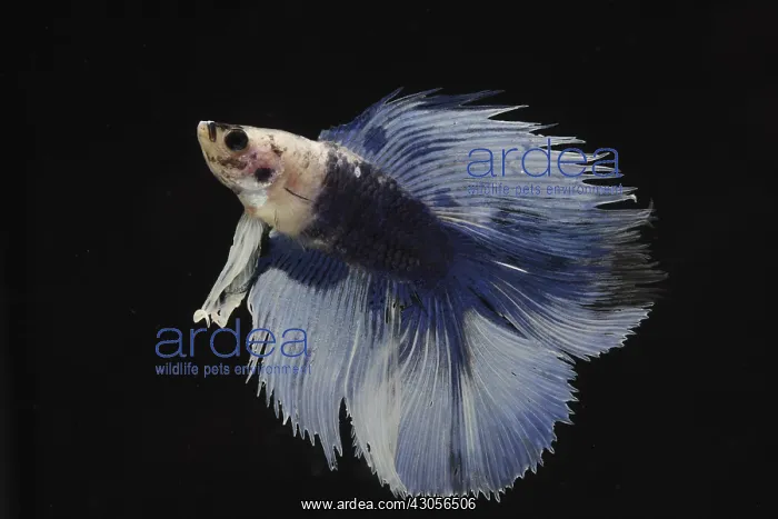 : Siamese fighting fish Delta male : Siamese fighting fish Delta male