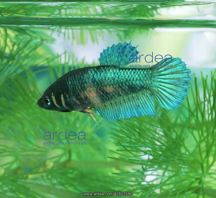 : Siamese Fighting Fish - female : Siamese Fighting Fish - female