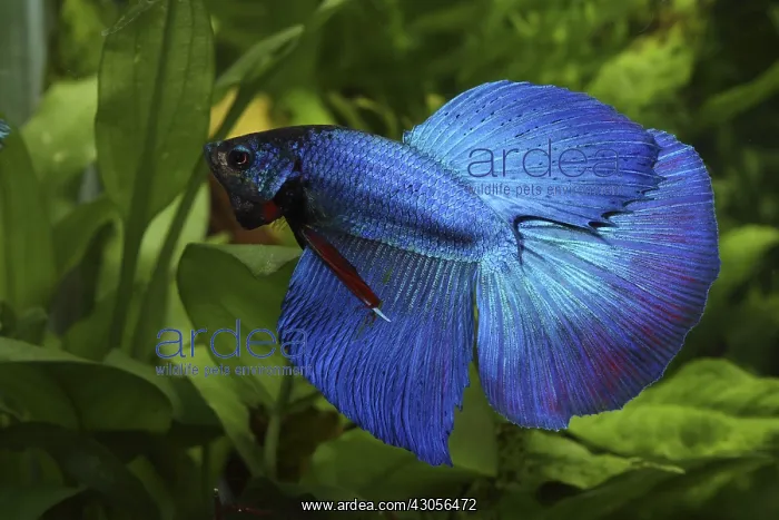 : Siamese fighting fish Half Moon and aquarium plants : Siamese fighting fish Half Moon and aquarium plants