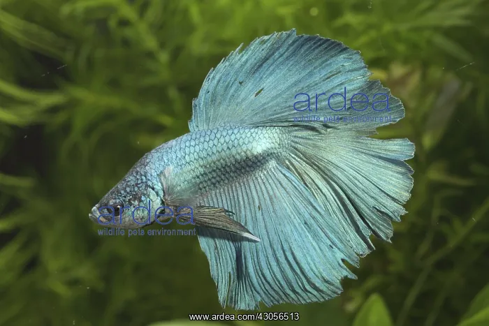 : Siamese fighting fish Half Moon and aquarium plants : Siamese fighting fish Half Moon and aquarium plants