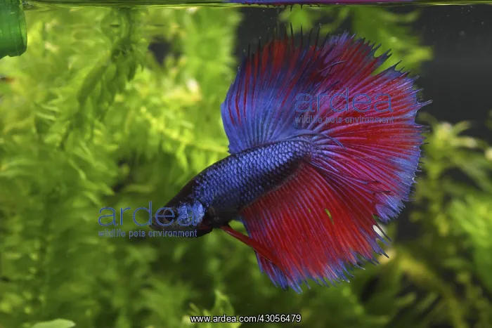 : Siamese fighting fish Half Moon crowntail : Siamese fighting fish Half Moon crowntail