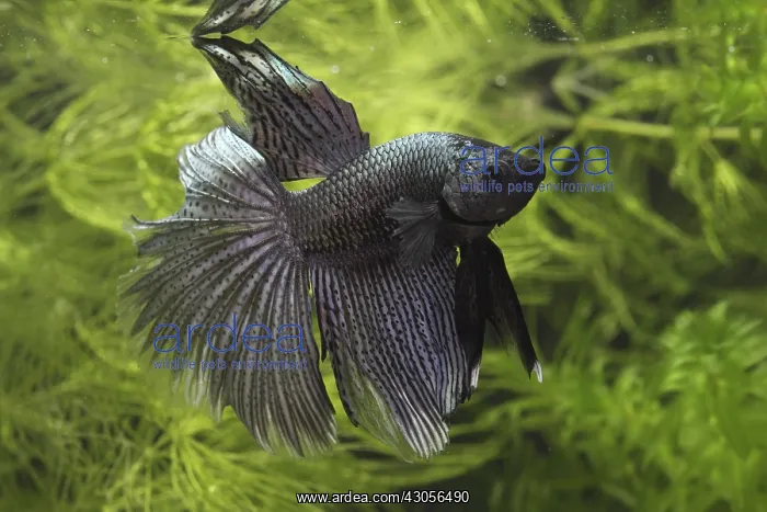  : Siamese fighting fish male and Aquarium plants