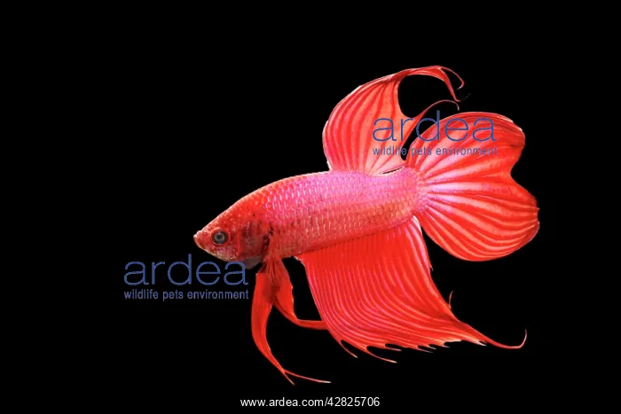 : Siamese Fighting Fish - Red form male, full display : Siamese Fighting Fish - Red form male, full display