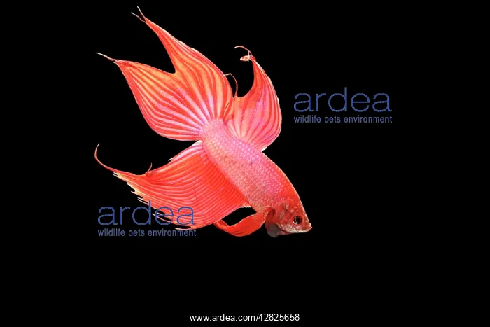 : Siamese Fighting Fish - Red form male, displaying : Siamese Fighting Fish - Red form male, displaying