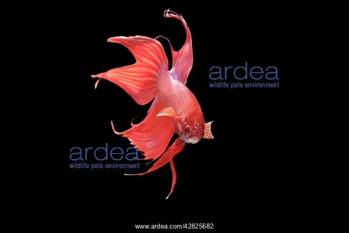  : Siamese Fighting Fish - Red form male displaying front view