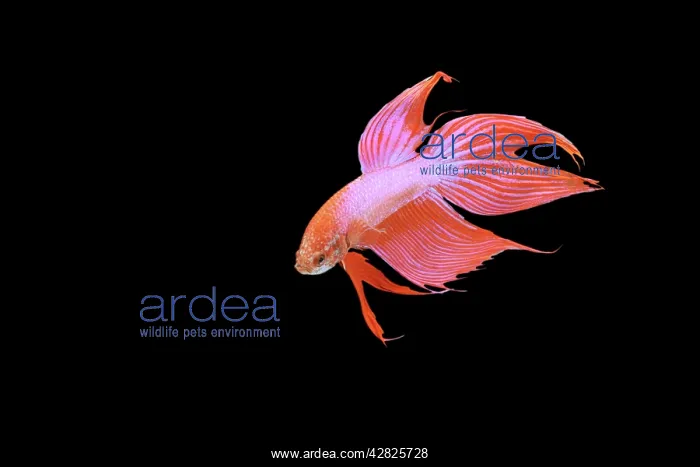 : Siamese Fighting Fish - Red form male, turning : Siamese Fighting Fish - Red form male, turning