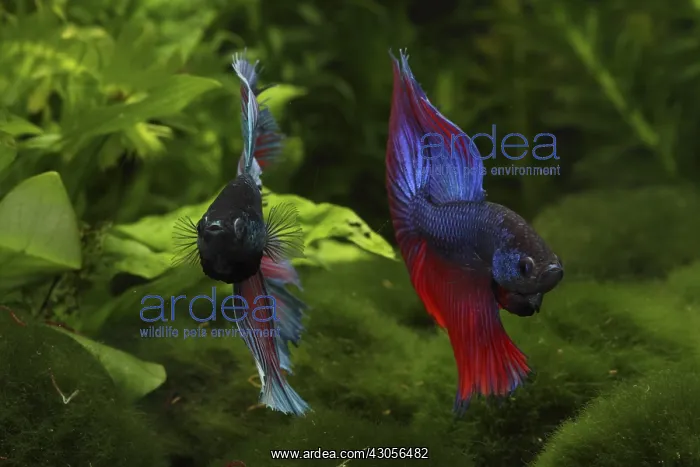 : Siamese fighting fishes Half Moon crowntail : Siamese fighting fishes Half Moon crowntail