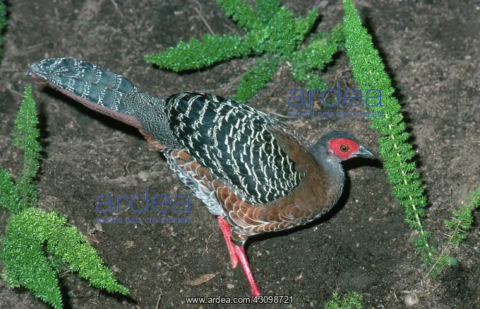 : Siamese Fire-Back Pheasant : Siamese Fire-Back Pheasant