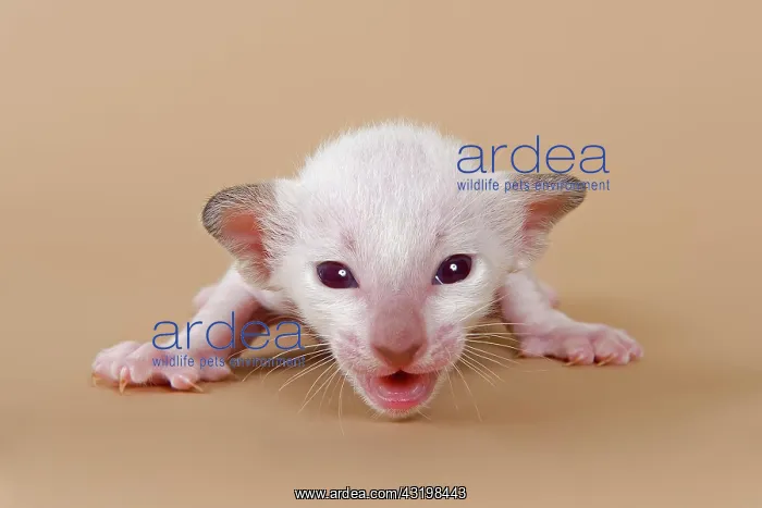 : Siamese kitten, 2 weeks : Siamese kitten, 2 weeks