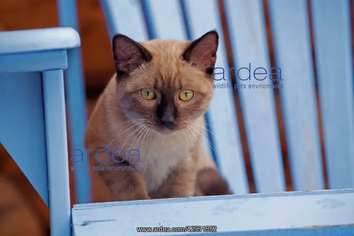 : Siamese Kitten sitting outside on deckchair : Siamese Kitten sitting outside on deckchair