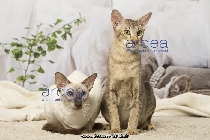  : Siamese and Oriental cat indoors