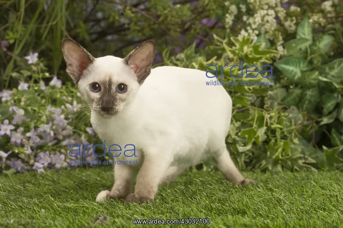 : Siamese outside in the garden