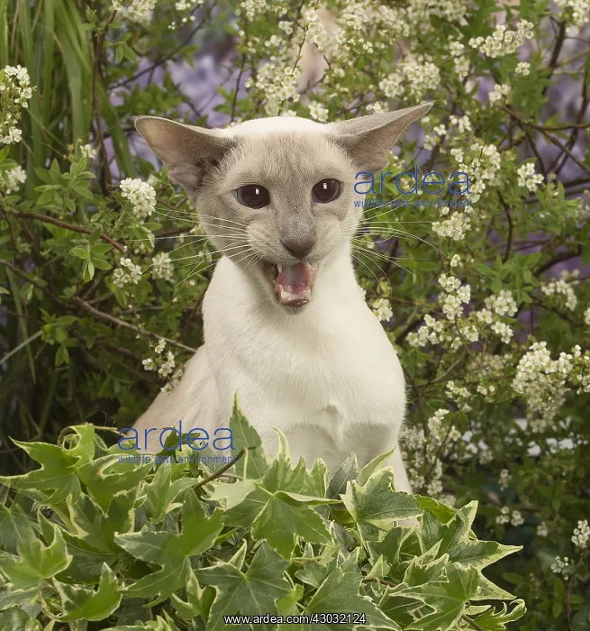  : Siamese outside in the garden
