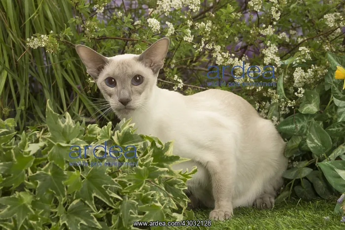  : Siamese outside in the garden