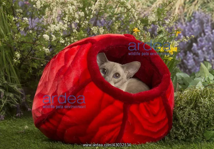  : Siamese outside in the garden