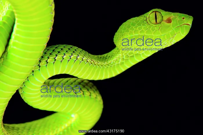 : The Siamese Peninsula Pitviper (Popeia fucata) is : The Siamese Peninsula Pitviper (Popeia fucata) is