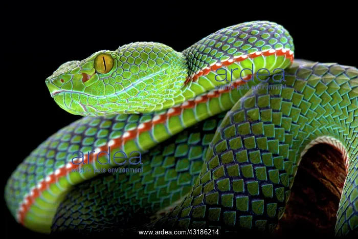 : Siamese Peninsula Pitviper (Popeia fucata), Malaysia : Siamese Peninsula Pitviper (Popeia fucata), Malaysia