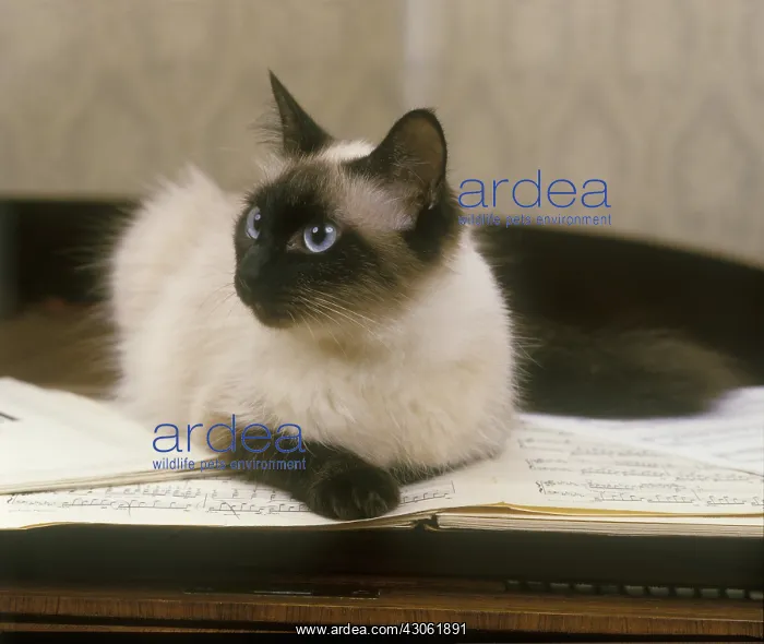 : Siamese seal point cat lying on a piano : Siamese seal point cat lying on a piano