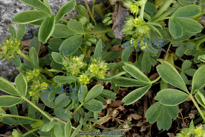 : Sibbaldia (Sibbaldia procumbens). alps and N. Europe : Sibbaldia (Sibbaldia procumbens). alps and N. Europe