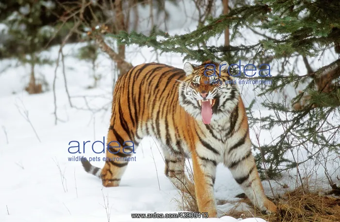 : Siberian / Amur TIGER : Siberian / Amur TIGER