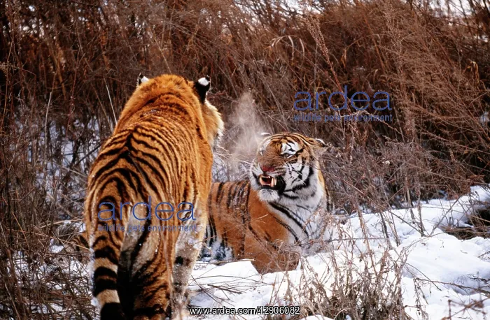 : Siberian / Amur Tiger - two : Siberian / Amur Tiger - two