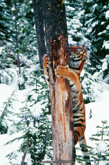 : Siberian / Amur TIGER - climbing tree / scratching : Siberian / Amur TIGER - climbing tree / scratching