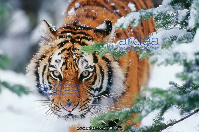: Siberian / Amur TIGER - close-up of face : Siberian / Amur TIGER - close-up of face