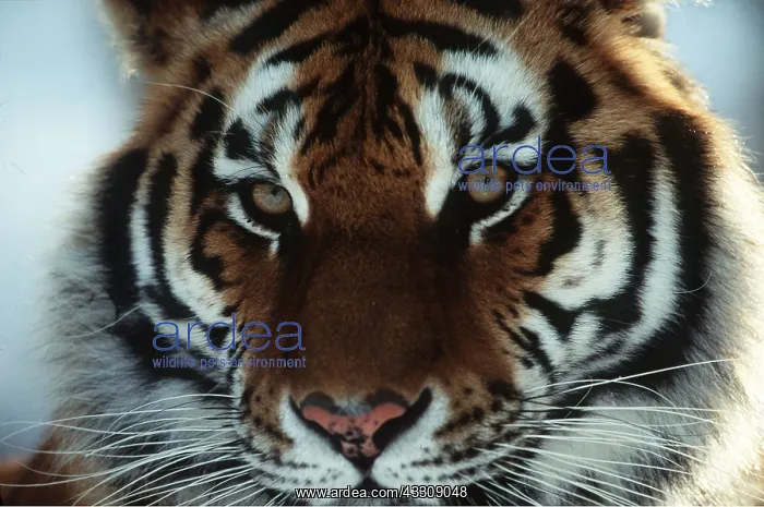  : Siberian  /  Amur TIGER - close-up of head