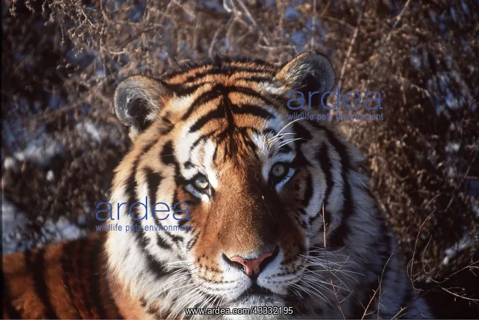 : Siberian / Amur TIGER - close-up of head facing : Siberian / Amur TIGER - close-up of head facing