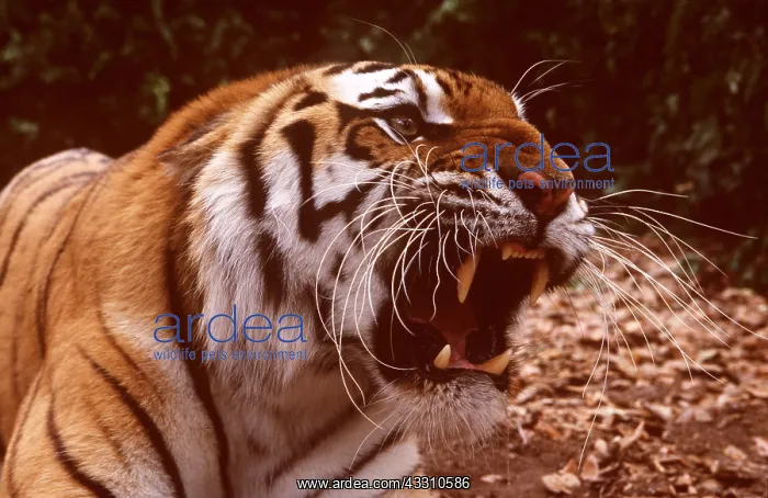 : Siberian / Amur TIGER - close-up of head showing roaring : Siberian / Amur TIGER - close-up of head showing roaring