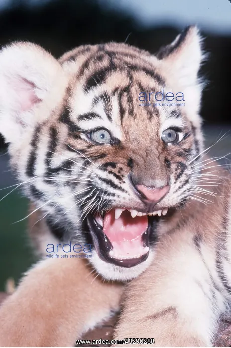 : Siberian / Amur TIGER cub close-up of face snarling : Siberian / Amur TIGER cub close-up of face snarling