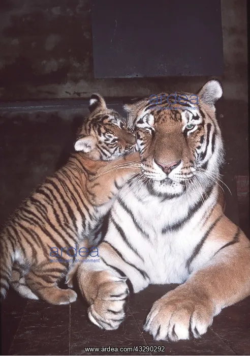 : Siberian / Amur TIGER - cub playing with mother : Siberian / Amur TIGER - cub playing with mother