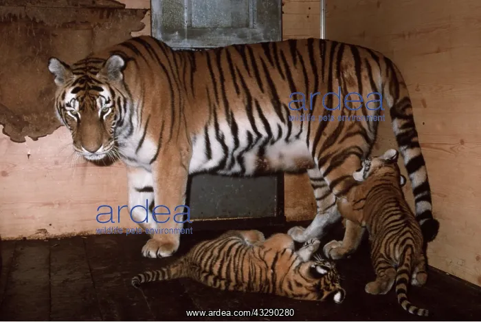 : Siberian / Amur TIGER & cubs playing in zoo : Siberian / Amur TIGER & cubs playing in zoo