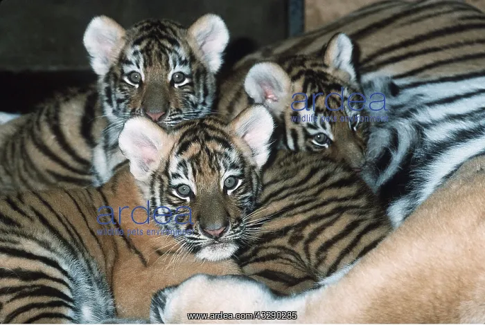 : Siberian / Amur TIGER cubs x three with mother in zoo : Siberian / Amur TIGER cubs x three with mother in zoo