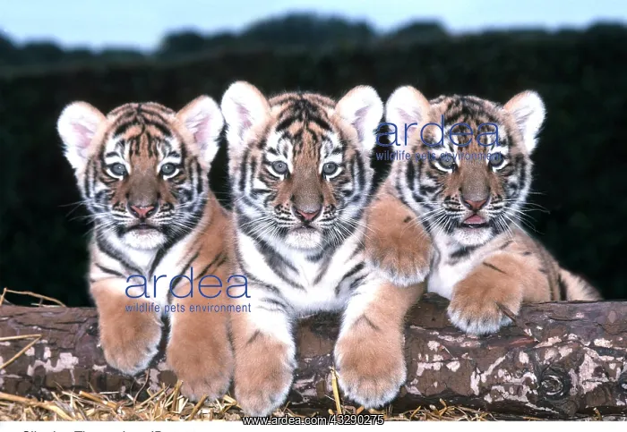 : Siberian / Amur TIGER cubs x three in row : Siberian / Amur TIGER cubs x three in row