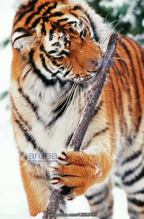 : Siberian / Amur TIGER - gnawing branch : Siberian / Amur TIGER - gnawing branch