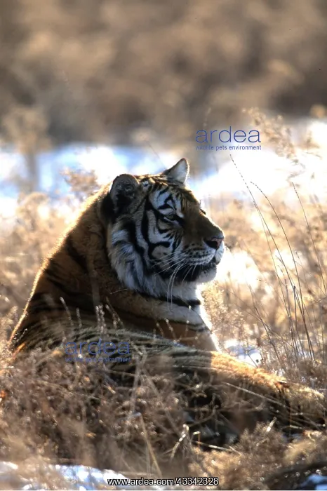 : Siberian / Amur TIGER - head profile in snowy landscape : Siberian / Amur TIGER - head profile in snowy landscape