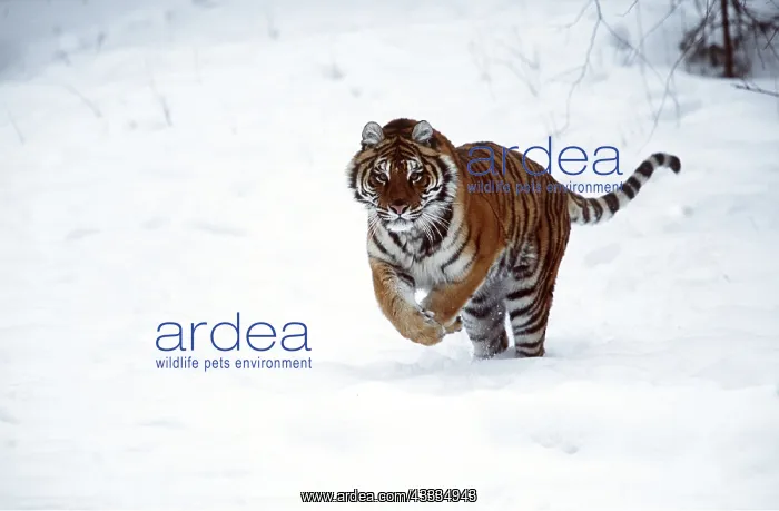 : Siberian / Amur TIGER - leaping through snow : Siberian / Amur TIGER - leaping through snow