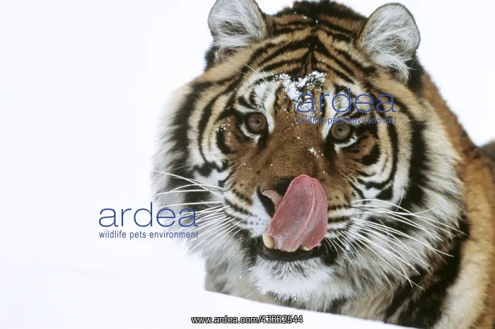 : Siberian / Amur TIGER - licking face with tongue : Siberian / Amur TIGER - licking face with tongue