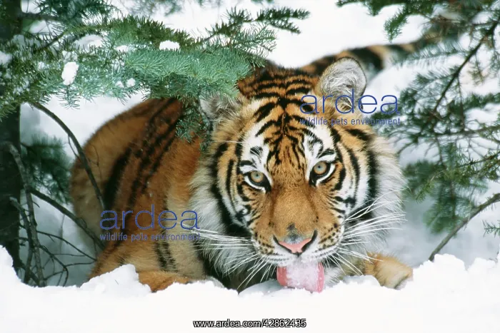 : Siberian / Amur TIGER - Licking snow : Siberian / Amur TIGER - Licking snow