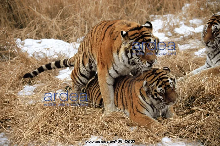 : Siberian / Amur TIger - mating : Siberian / Amur TIger - mating